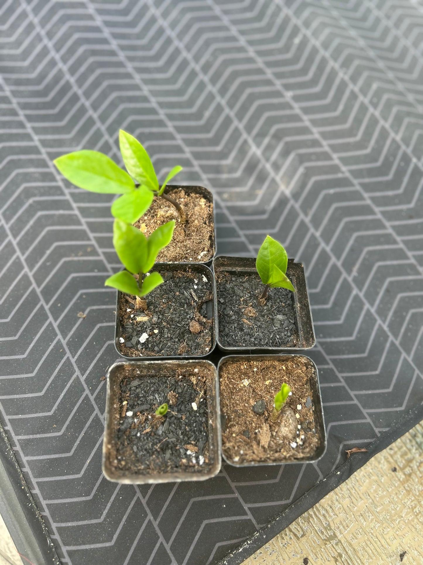 Zamioculcas zamiifolia (ZZ Plant)