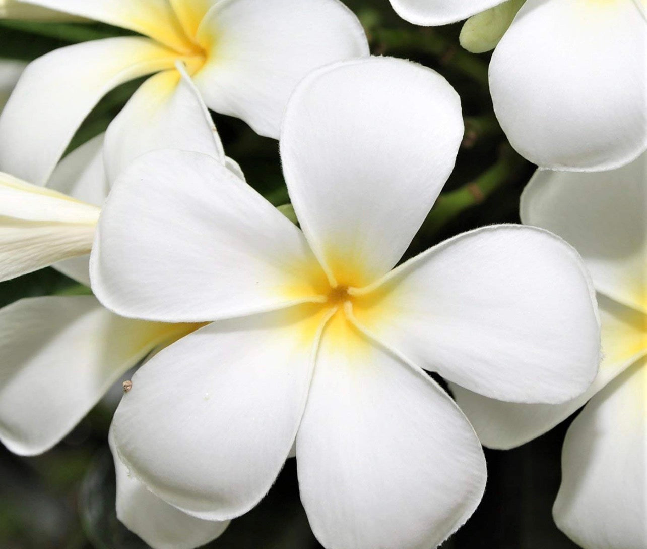 Plumeria