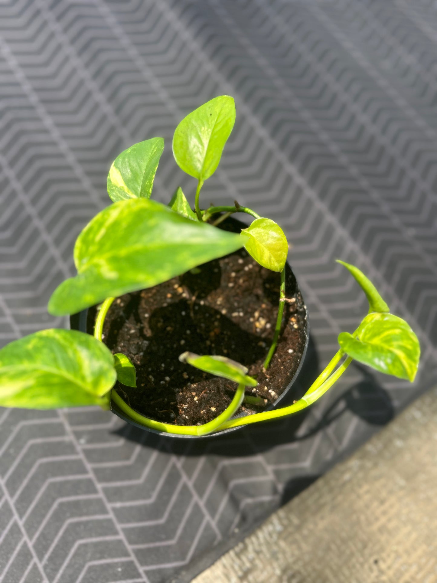 Hawaiian Pothos