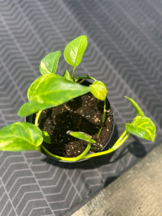 Hawaiian Pothos
