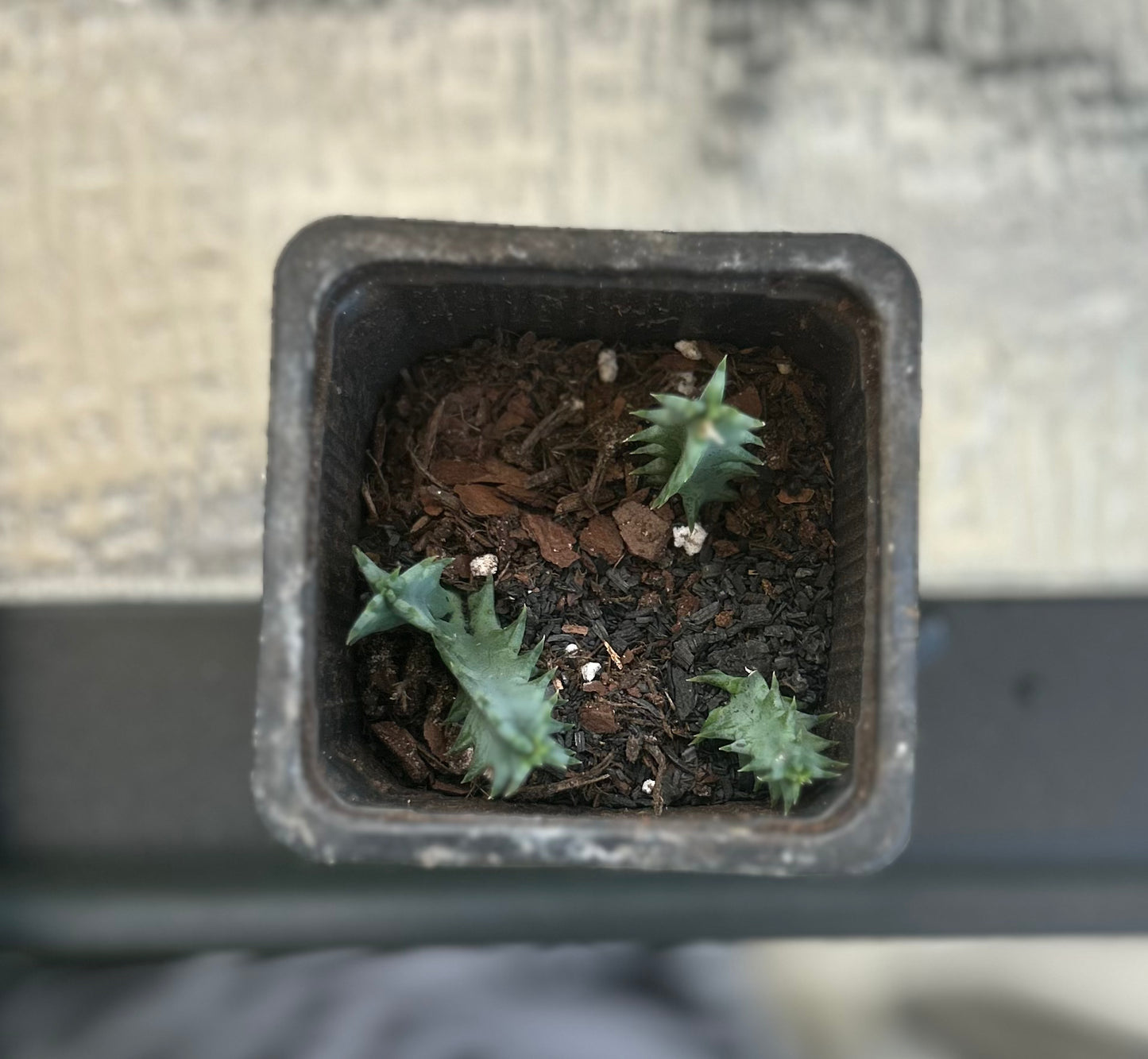 Lifesaver Cactus (Huernia zebrina)