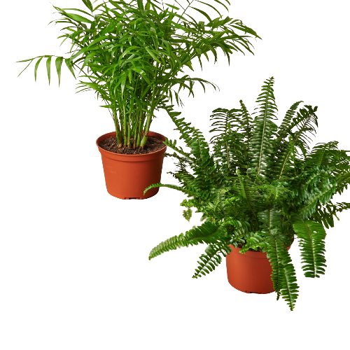 🐾2 - 6" Pet-Friendly Plants Premium Subscription box