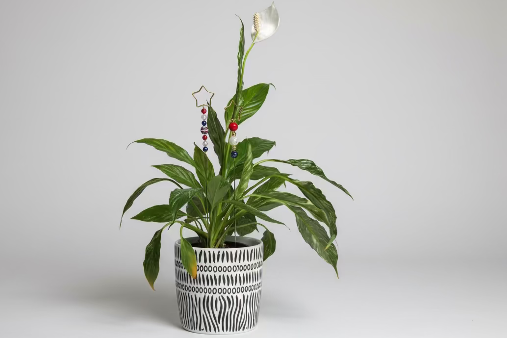 Star Plant Jewelry Stake