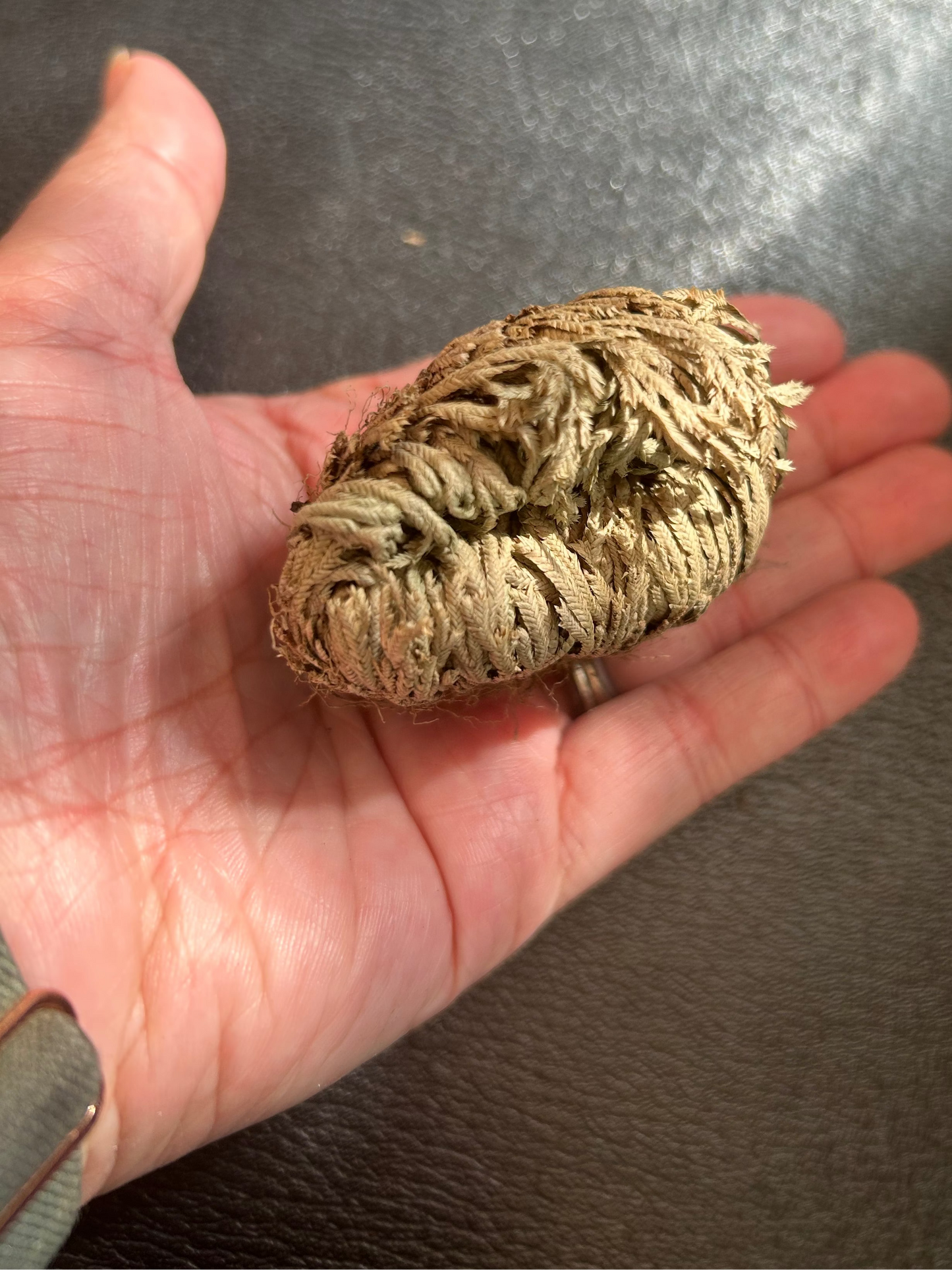 Resurrection Fern