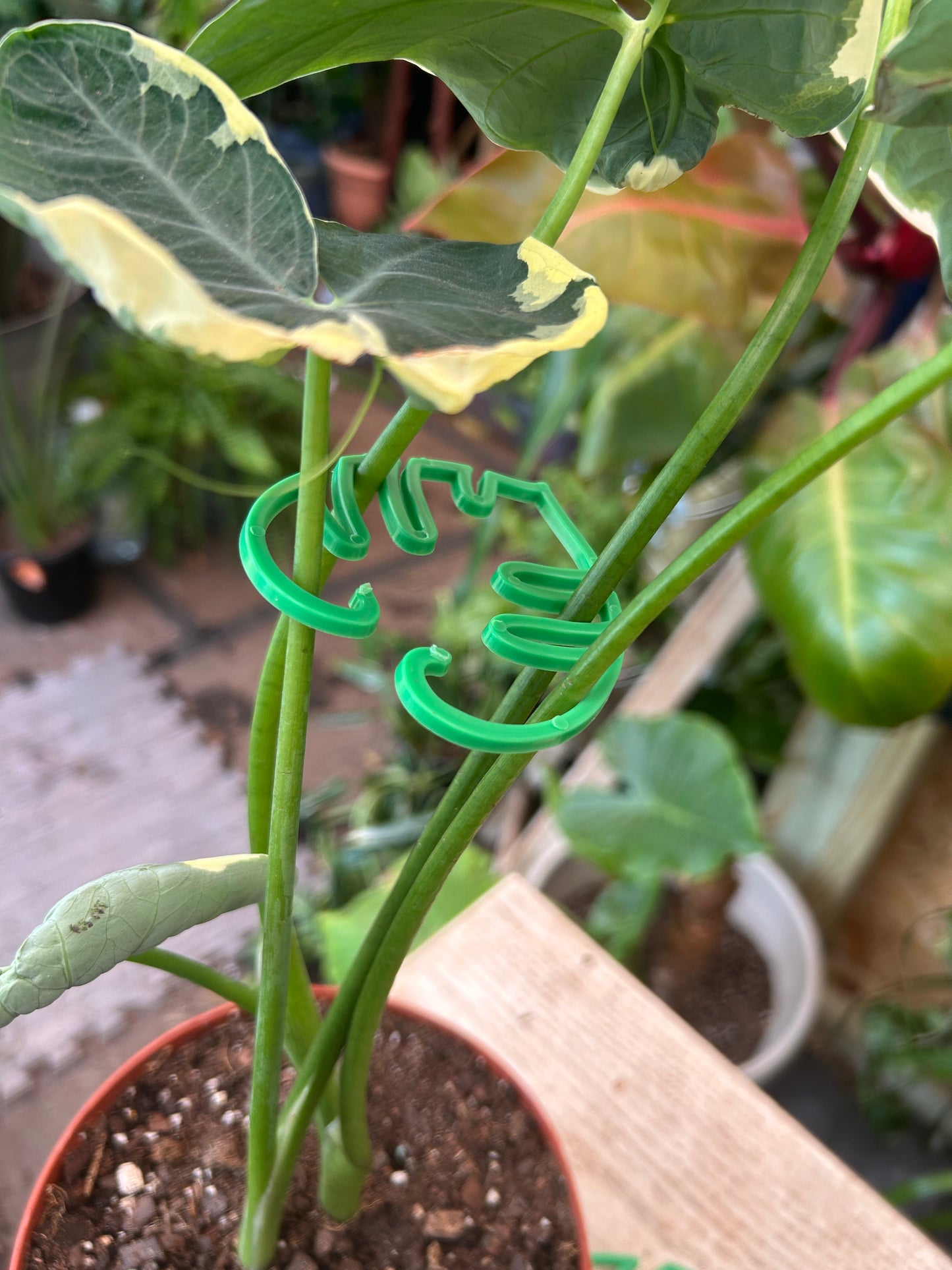 Monstera Leaf Stem Holder Set (2 Sizes) 🌿