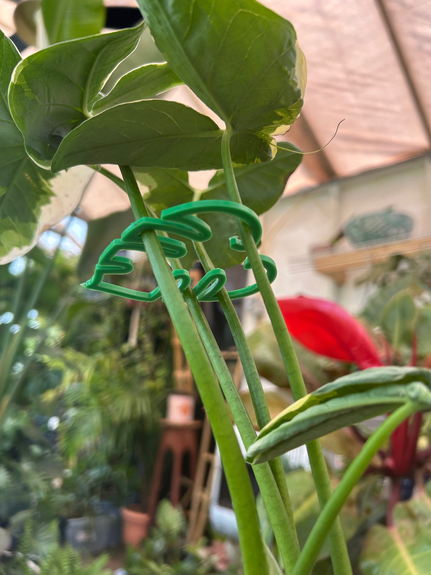 Monstera Leaf Stem Holder Set (2 Sizes) 🌿