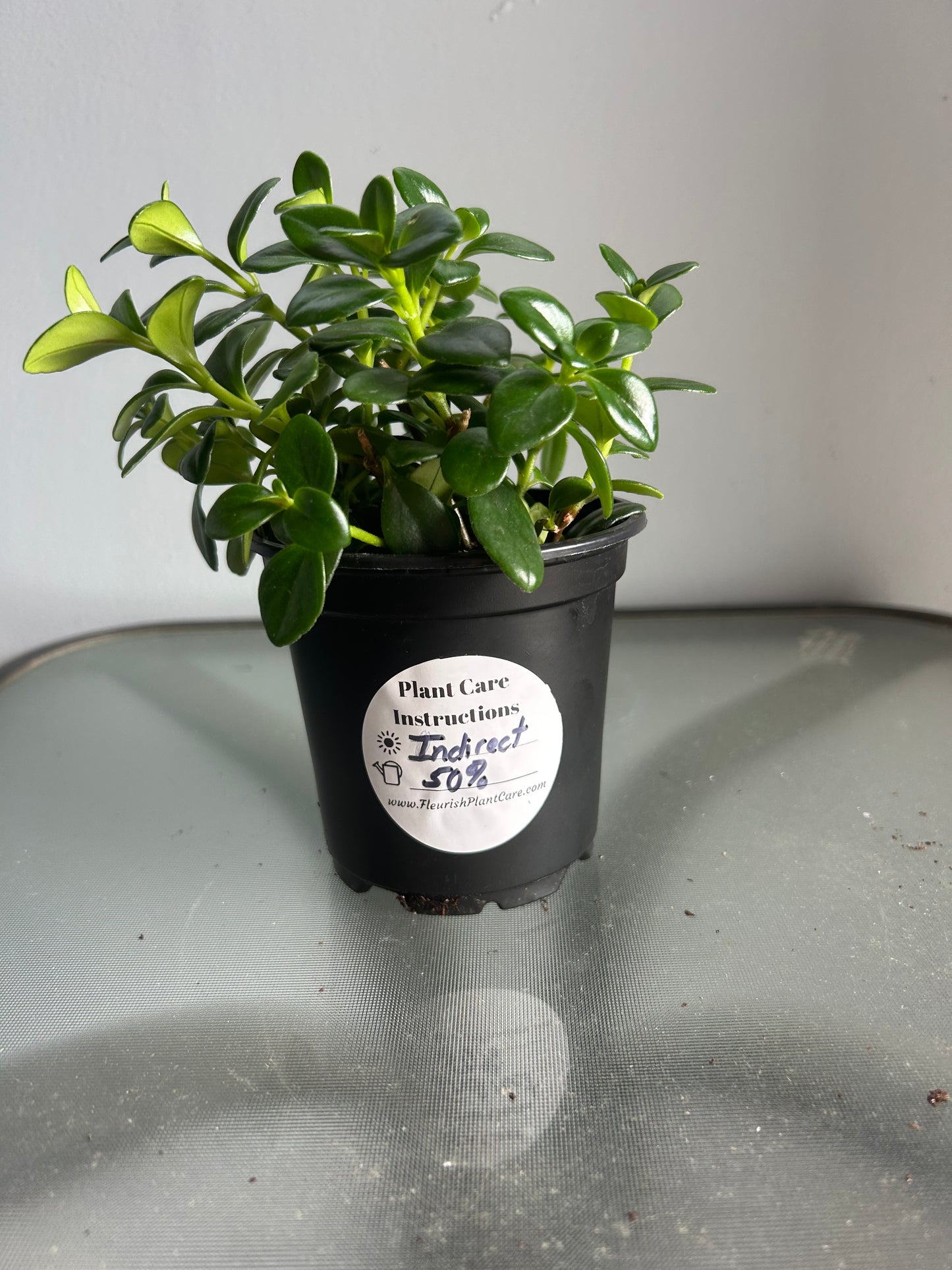 🌿 Plant Care Instruction Stickers 🌿