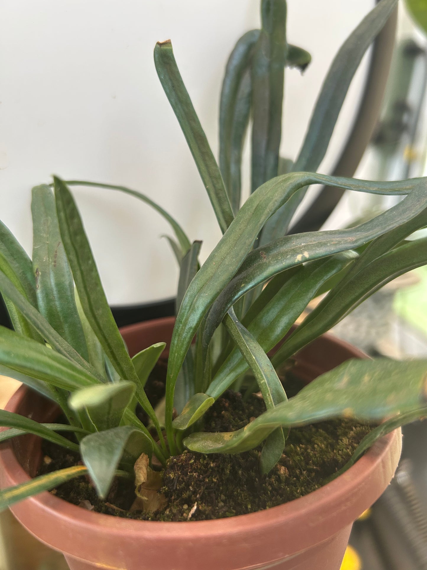 Blue Oil Fern