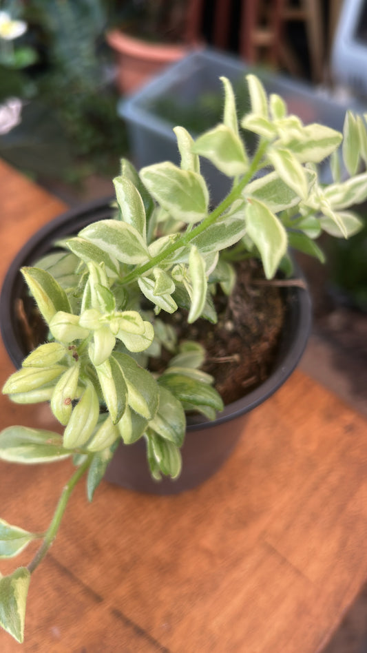 Variegated Lipstick Plant