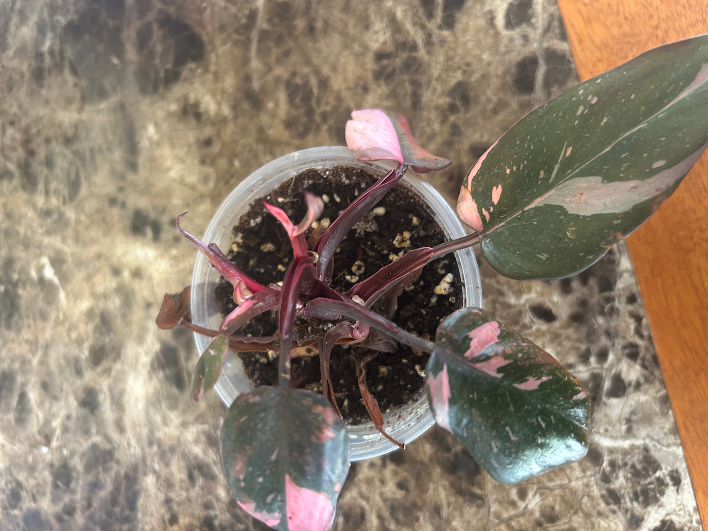Pink Princess Philodendron