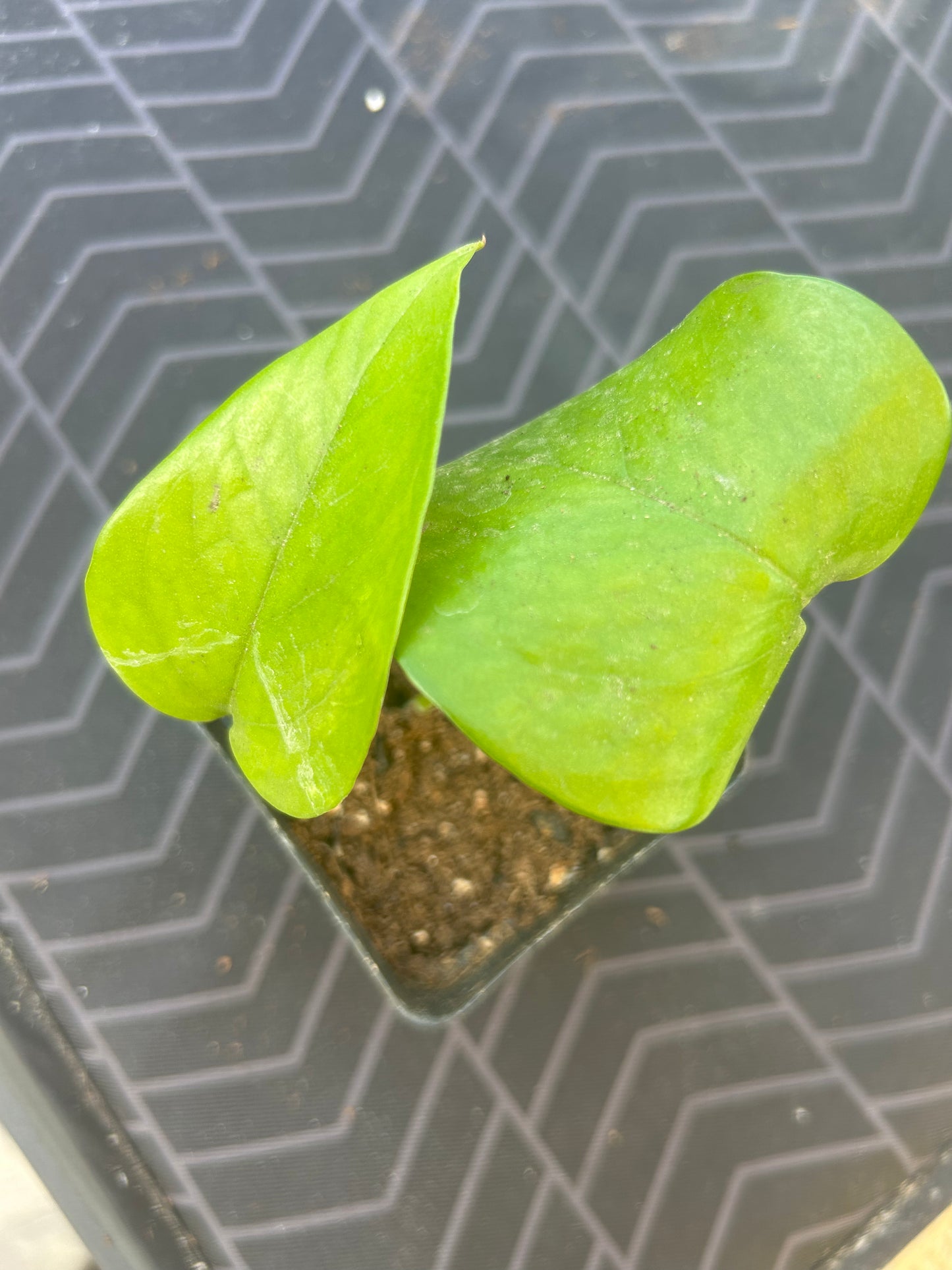 Pothos Green