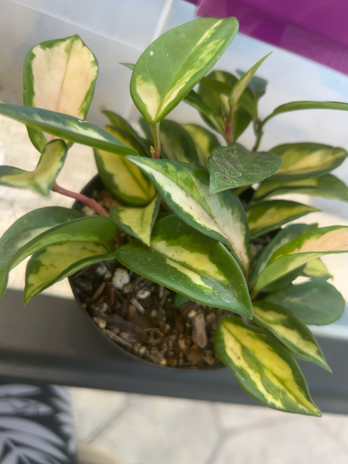 Hoya australis "Lisa"