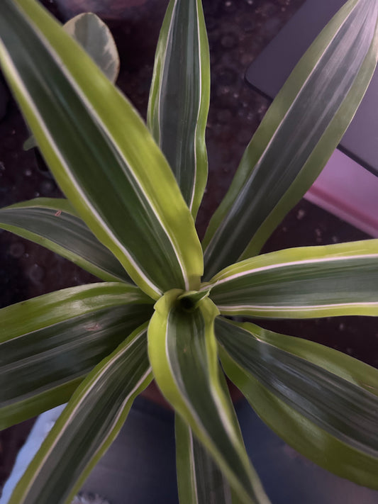 Lemon Lime Dracena