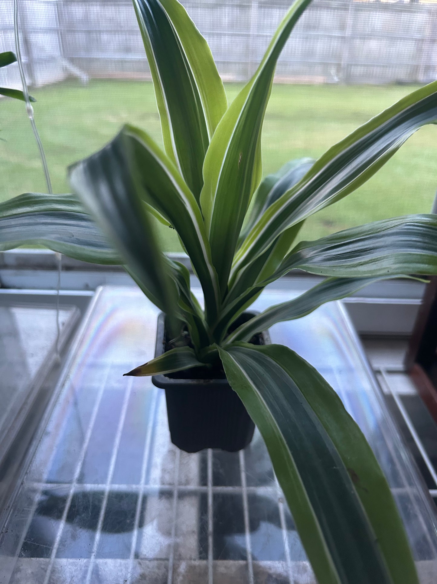 Lemon Lime Dracena