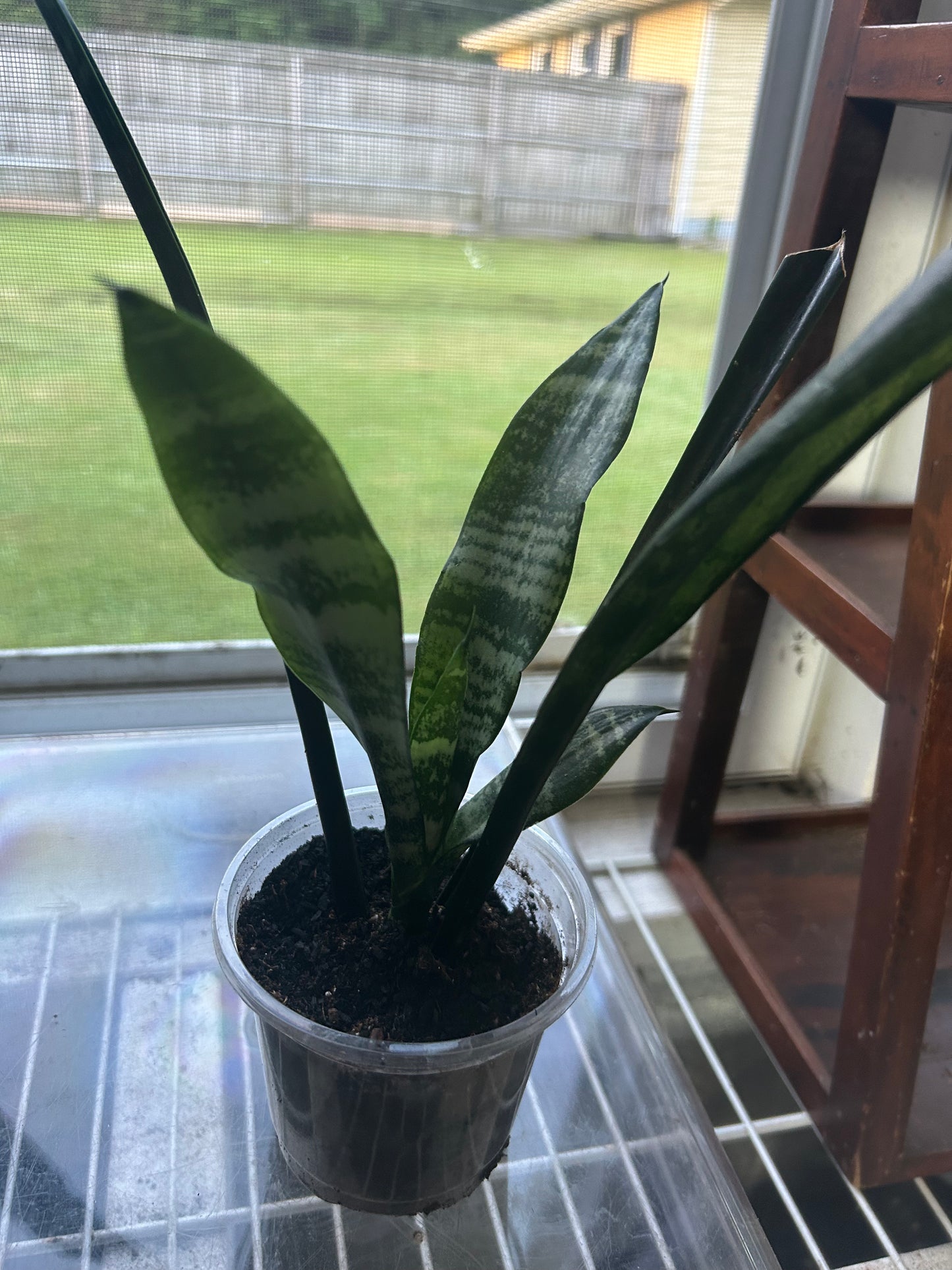 Snake Plant