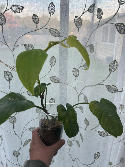 Philodendron Bipennifolium