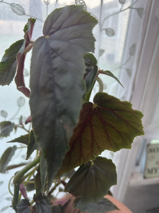 Begonia Ginny