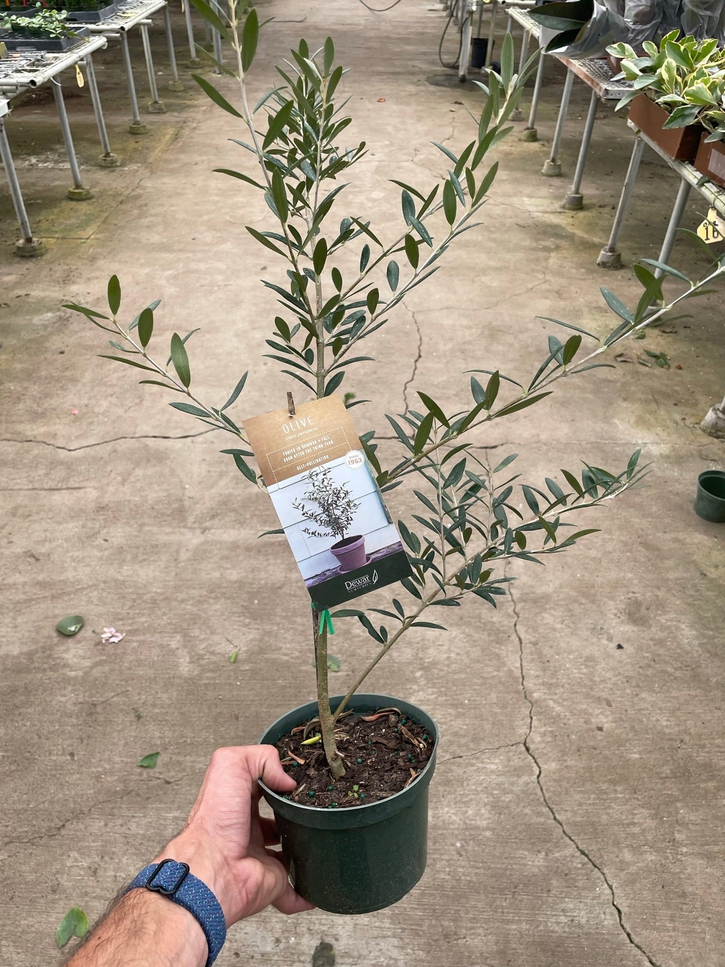 Common Olive Tree (Olea europaea) - Fleurish Plant Care, LLC