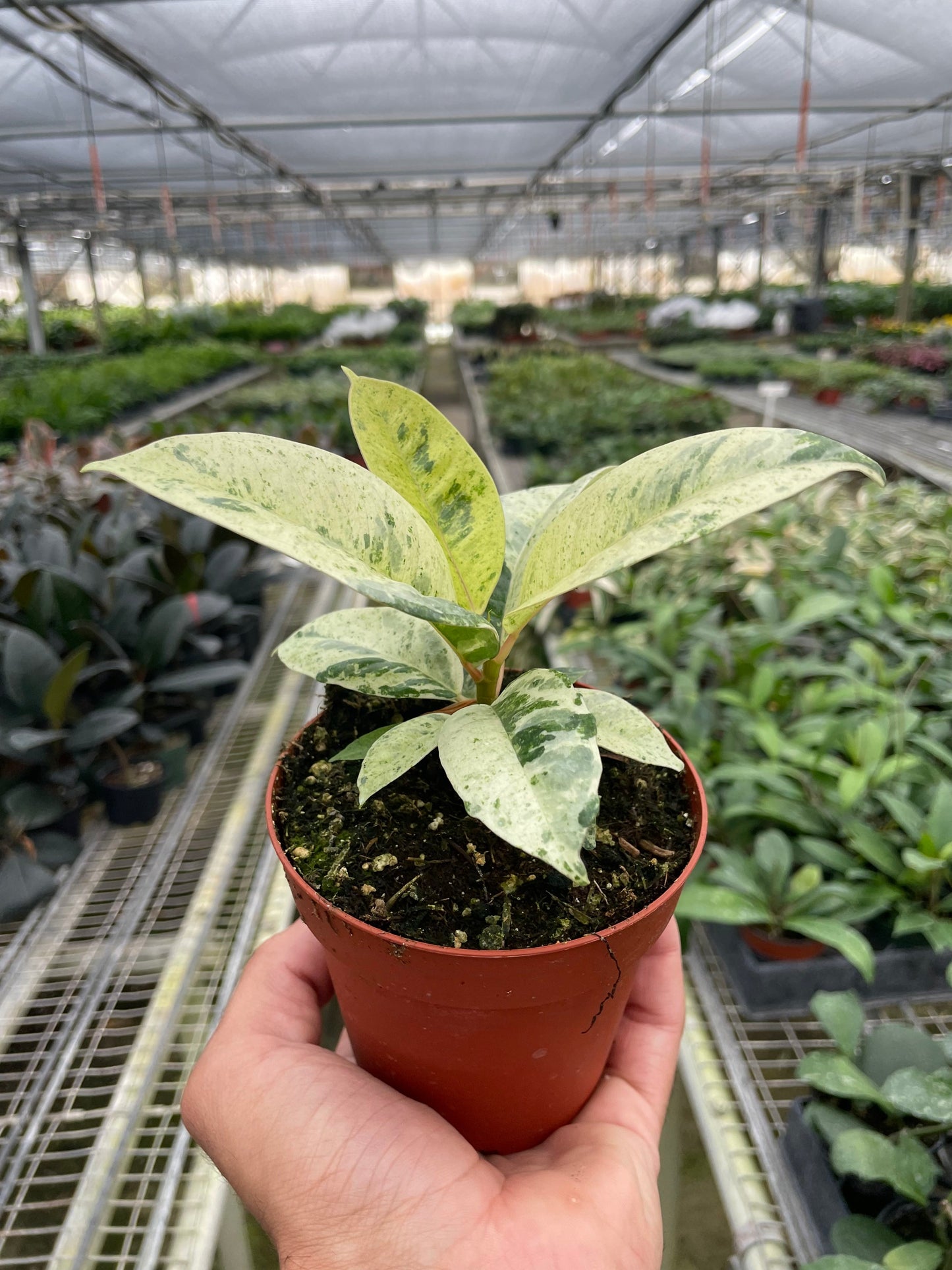Ficus 'shivereana' (Moonshine) - Fleurish Plant Care, LLC