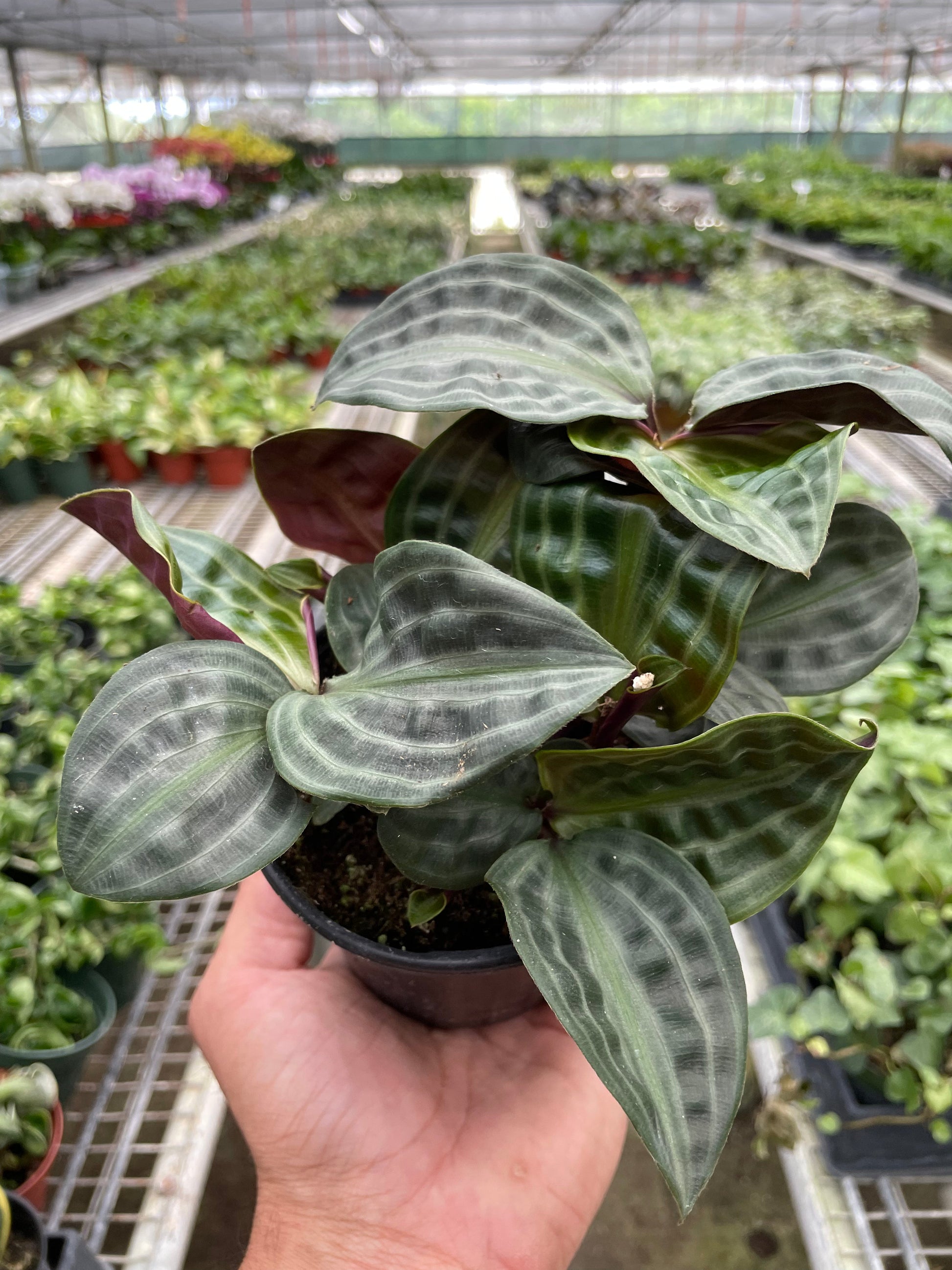 Geogenanthus 'Seersucker' - Fleurish Plant Care, LLC