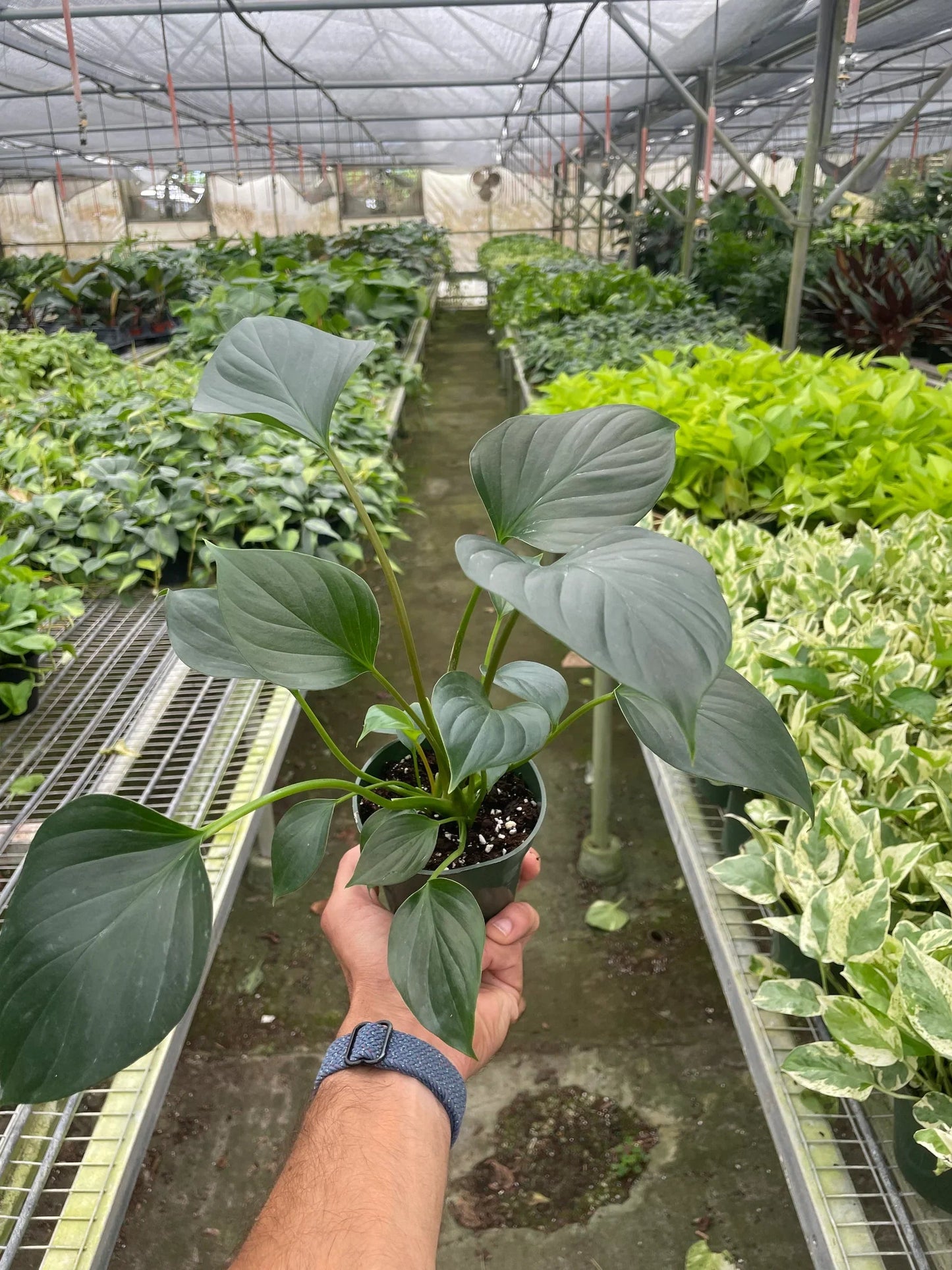 Homalomena 'Emerald Gem' - Fleurish Plant Care, LLC