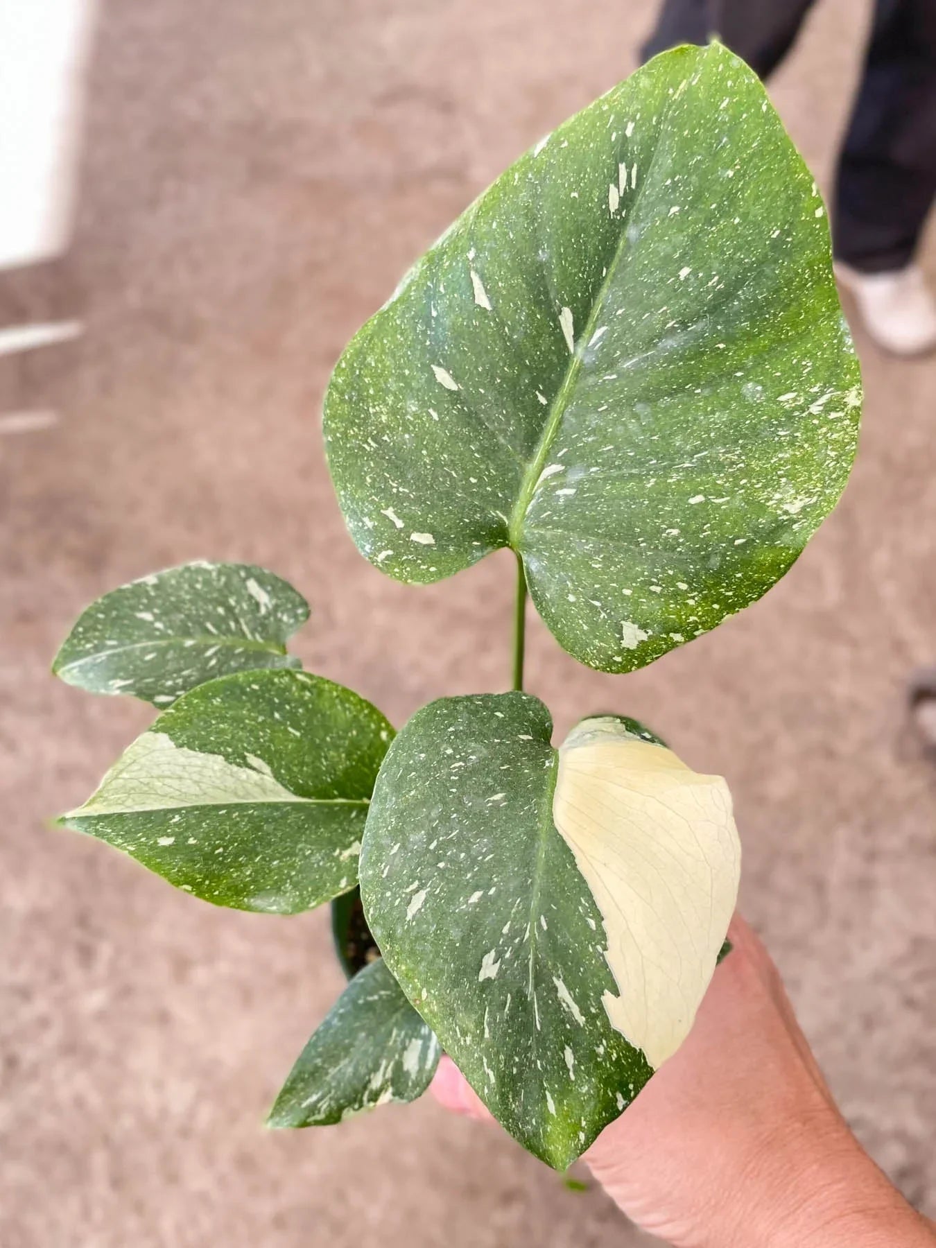 Monstera 'Thai Constellation' - Fleurish Plant Care, LLC