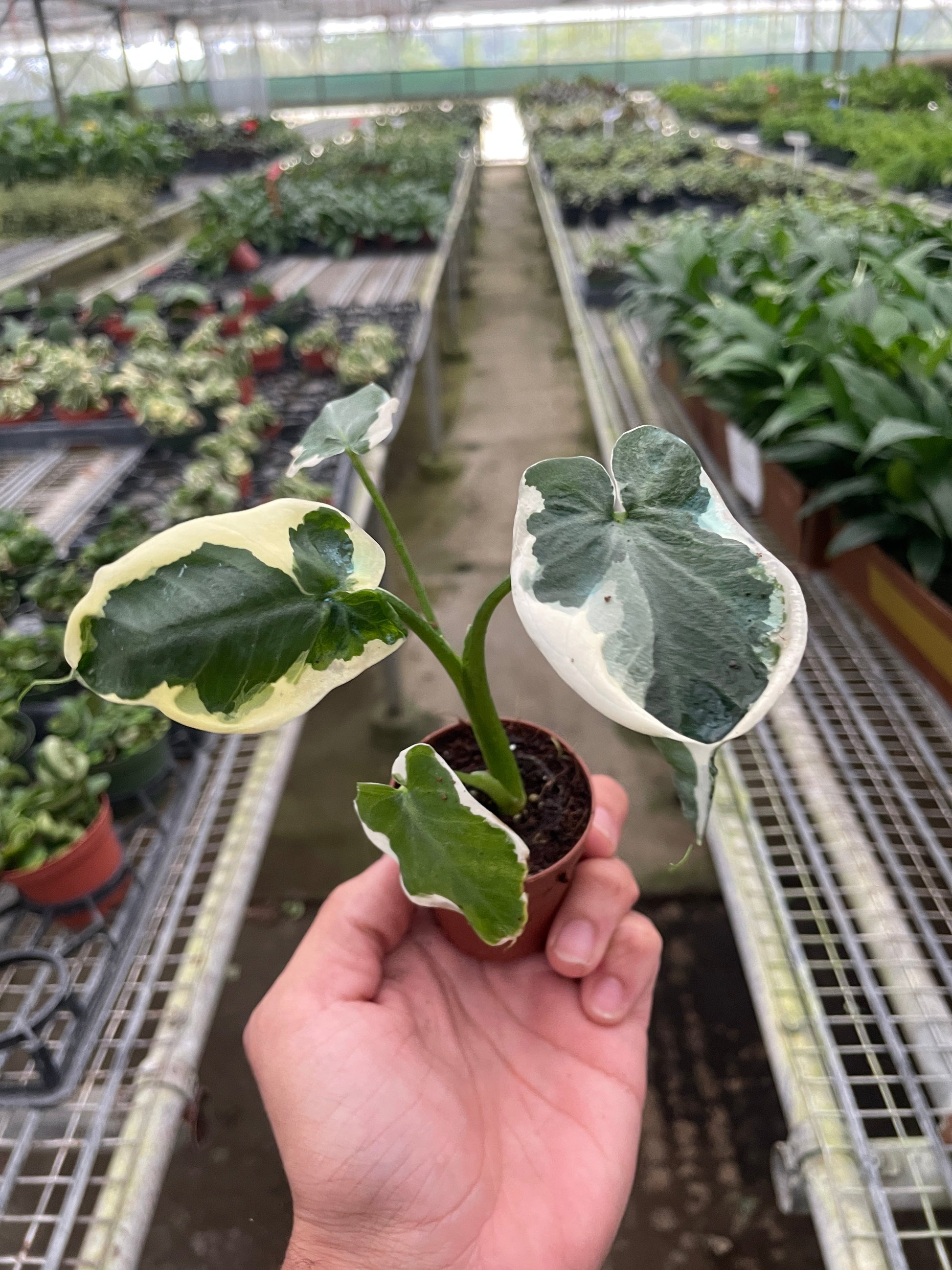 Alocasia 'Mickey Mouse' (Xanthosoma sagittifolium 'Variegatum Monstrosum') - Fleurish Plant Care, LLC