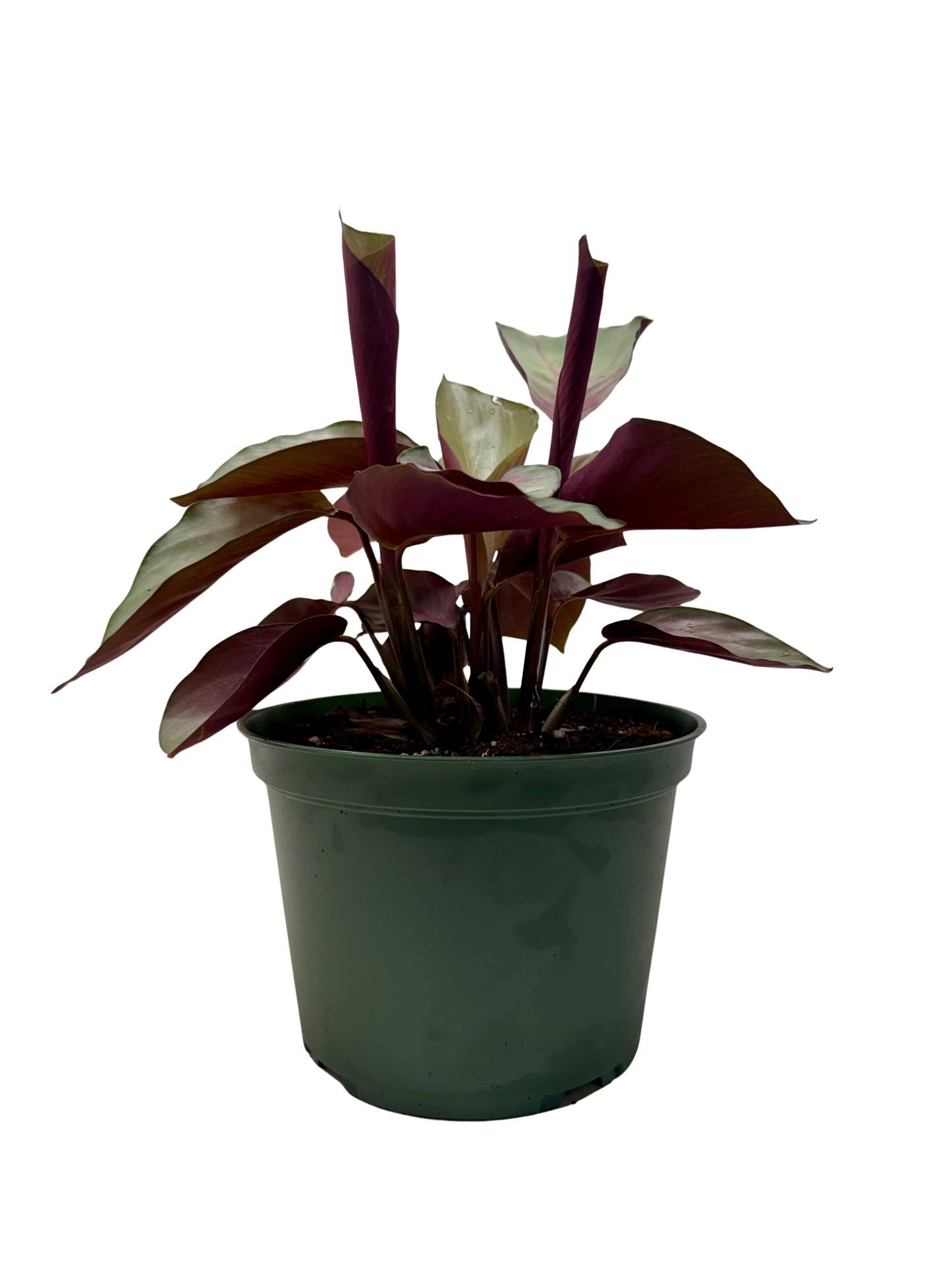 Calathea 'Silver Plate'