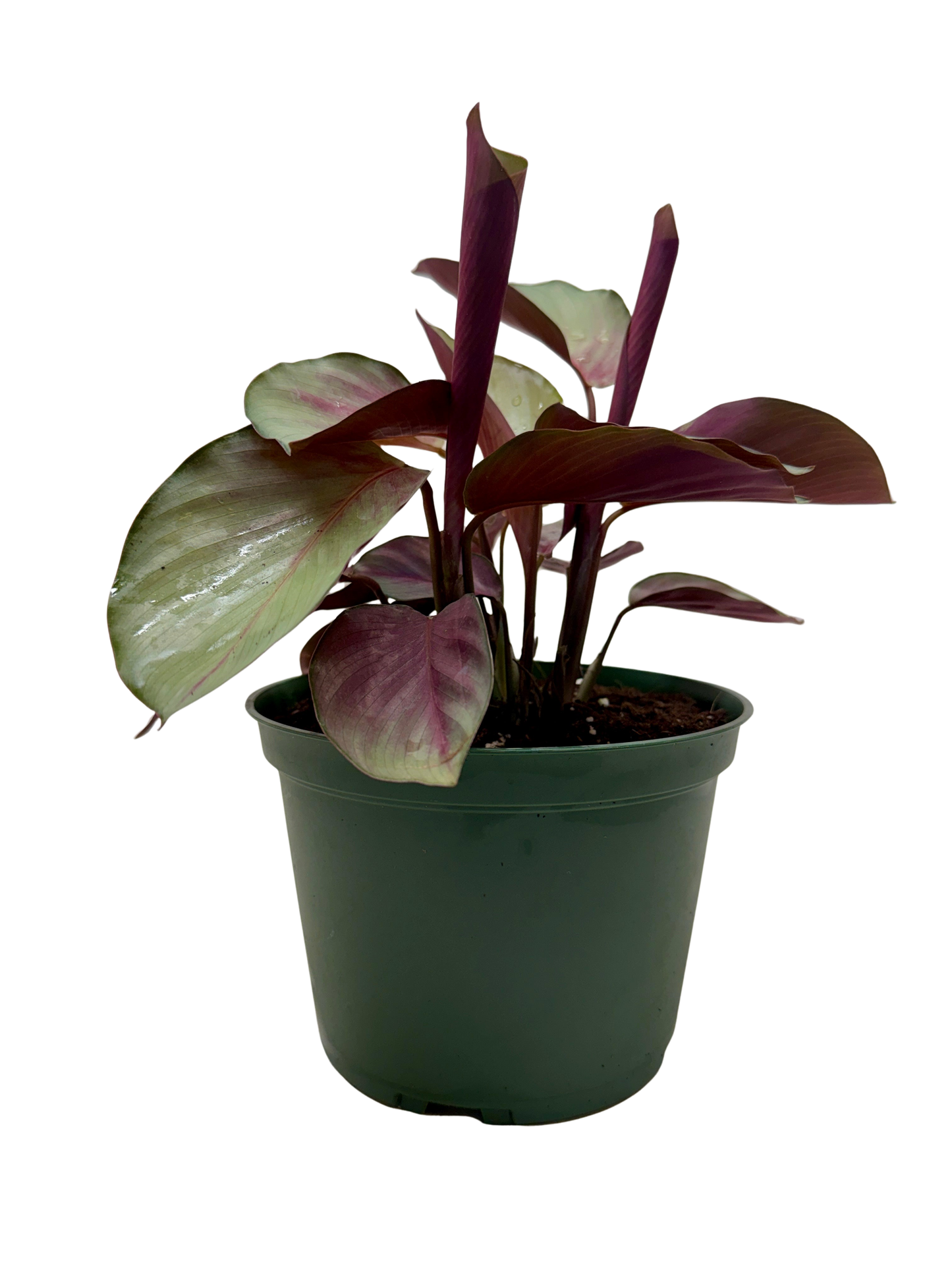 Calathea 'Silver Plate'