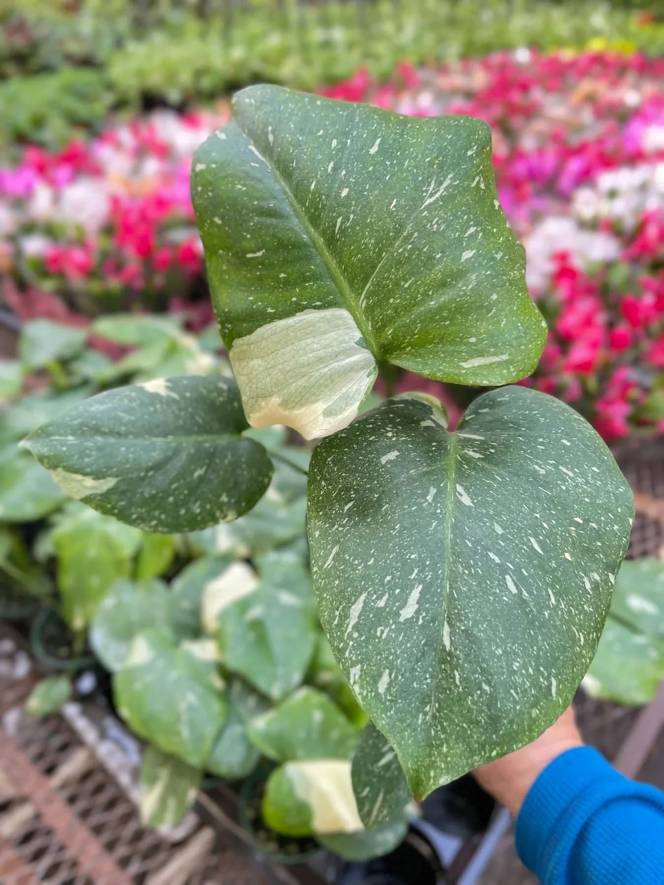 Monstera 'Thai Constellation' - Fleurish Plant Care, LLC