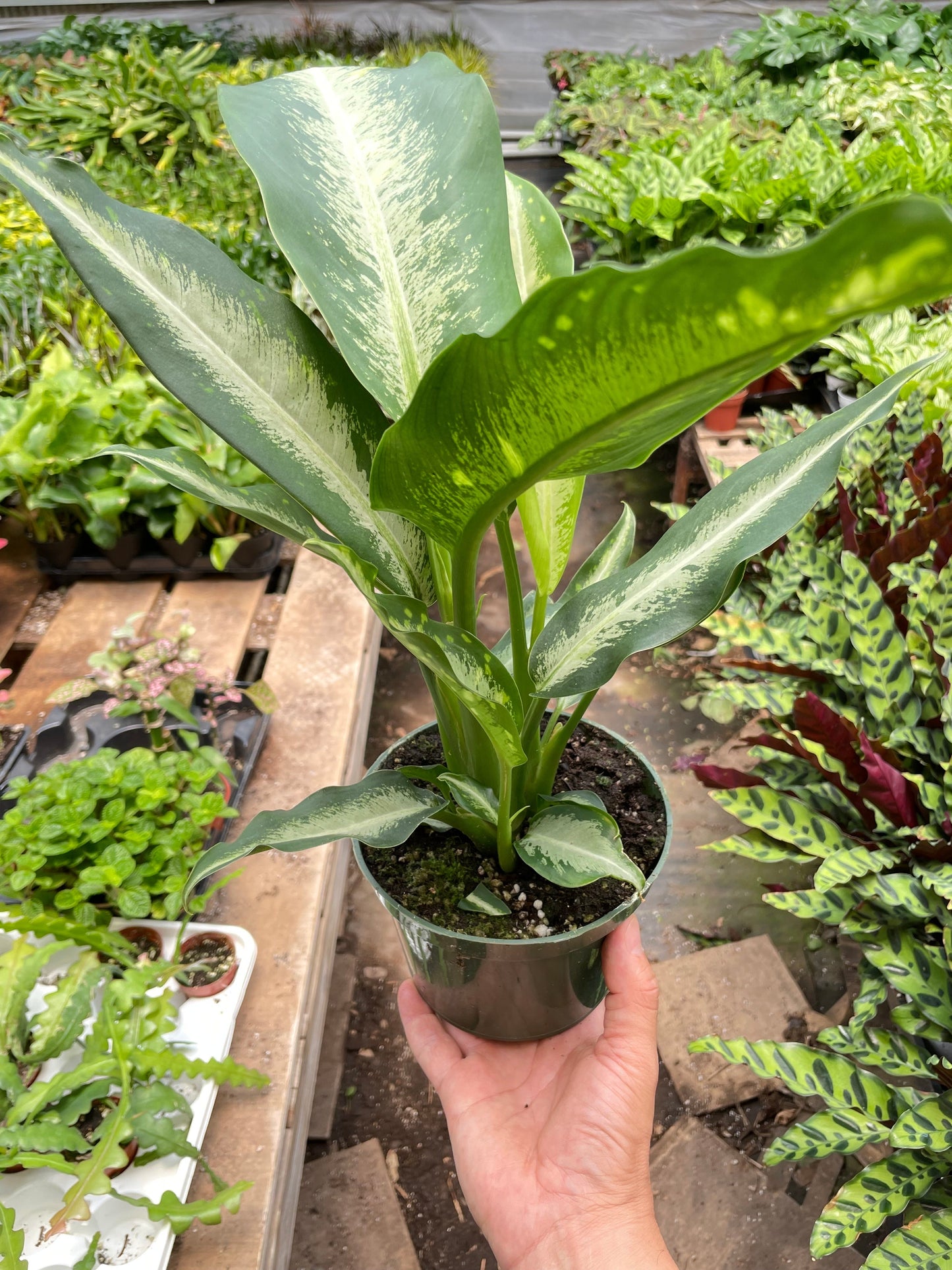 Dieffenbachia Panther - Fleurish Plant Care, LLC