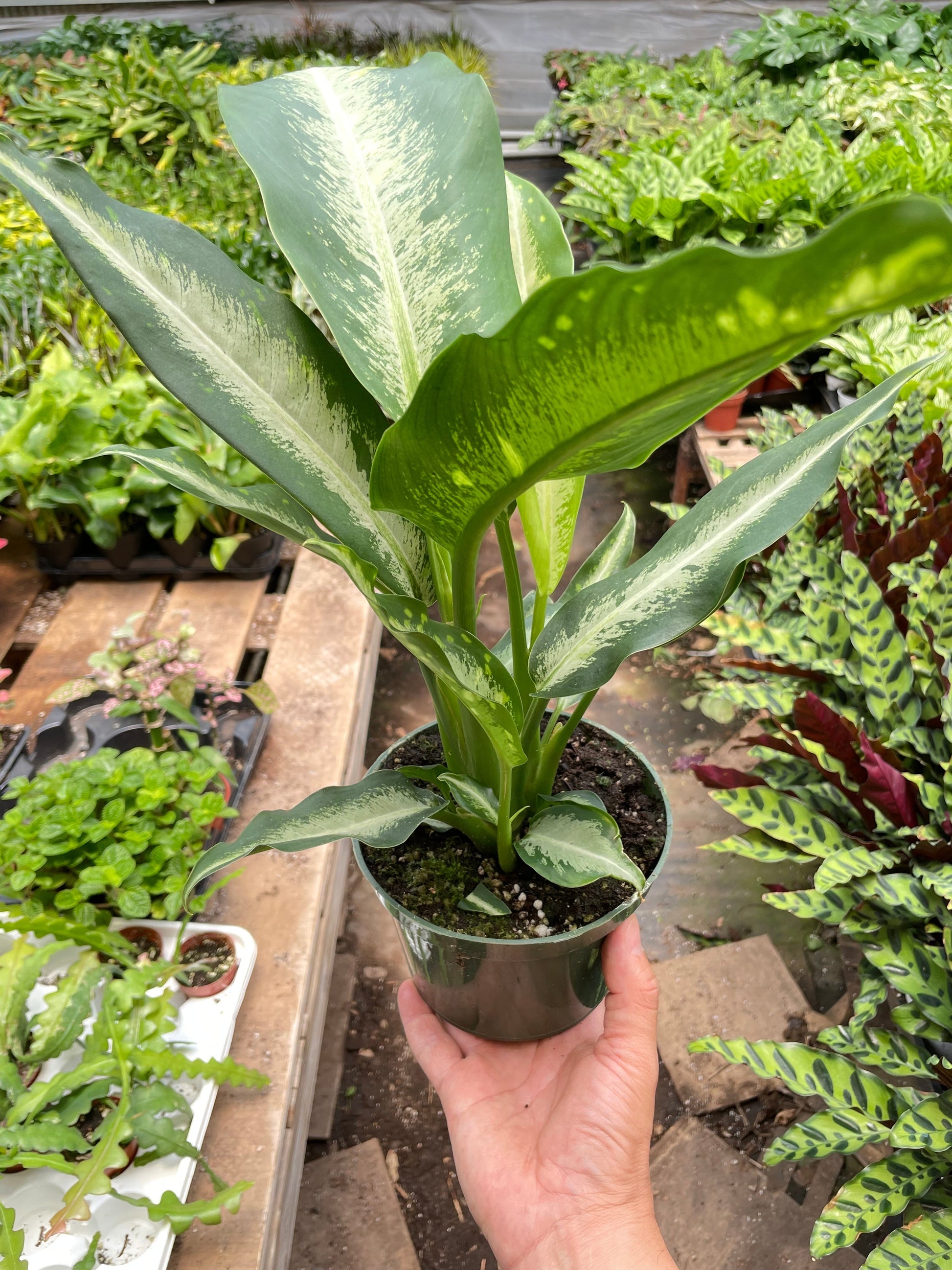 Dieffenbachia Panther - Fleurish Plant Care, LLC