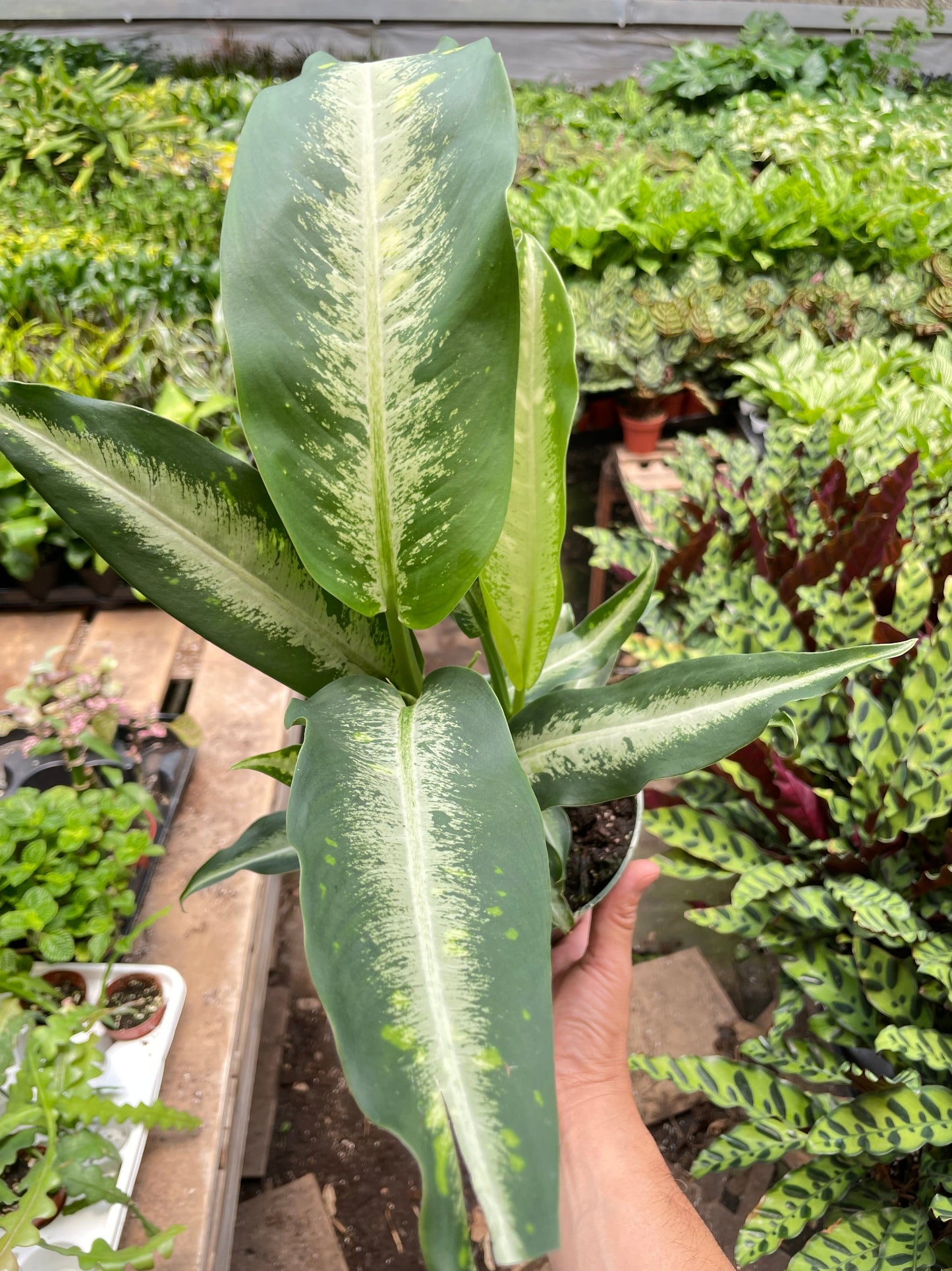 Dieffenbachia Panther - Fleurish Plant Care, LLC