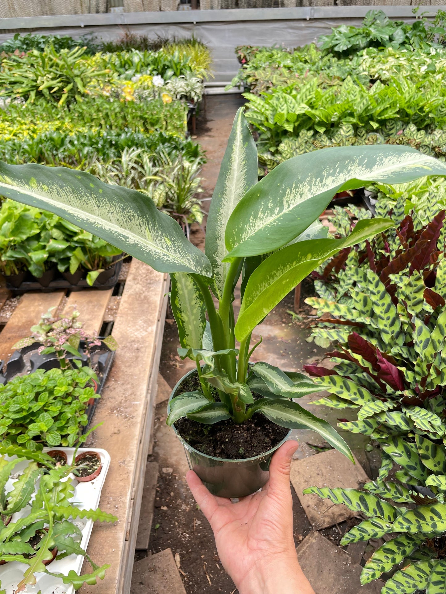 Dieffenbachia Panther - Fleurish Plant Care, LLC