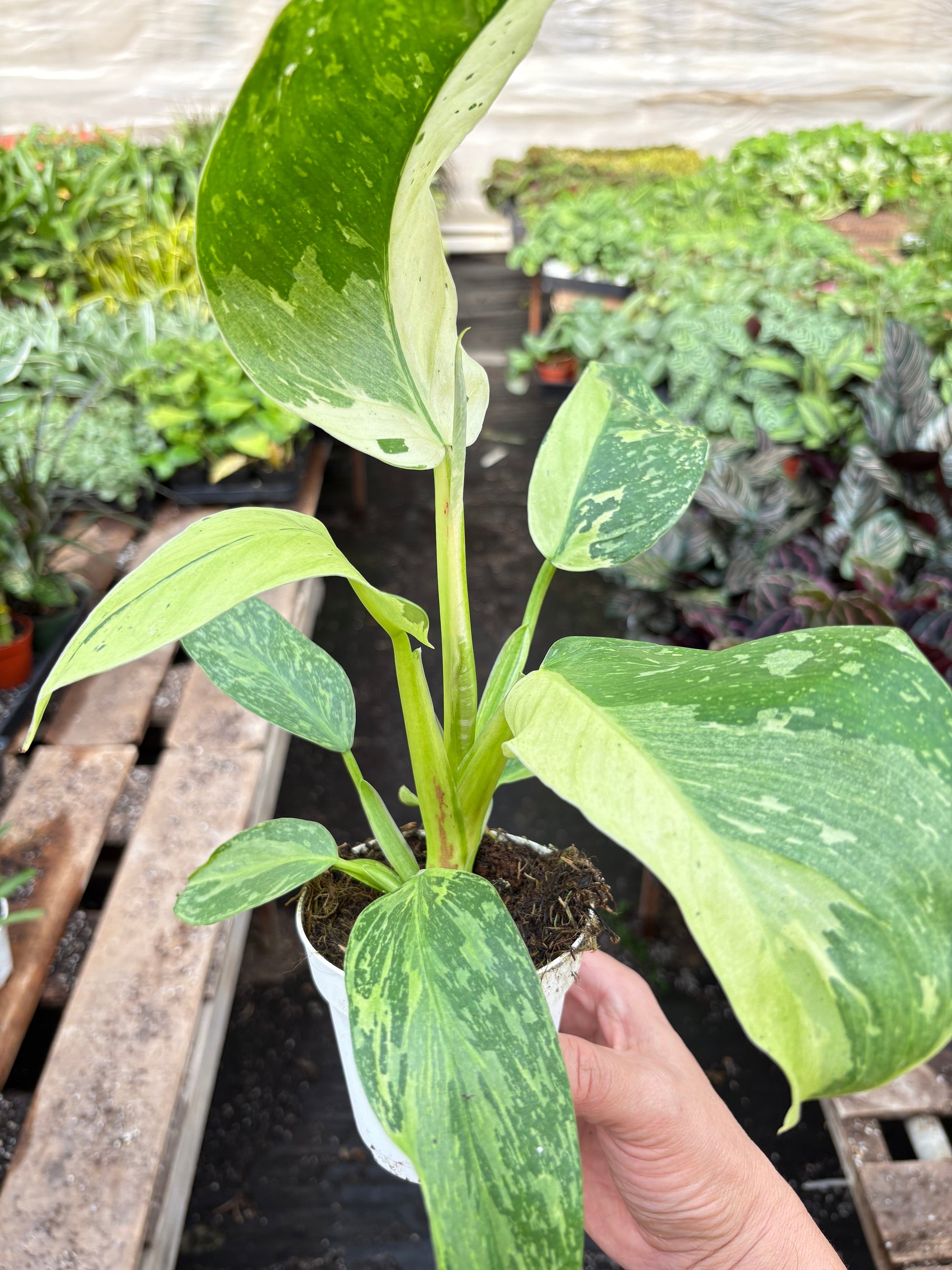 Philodendron Jose Bueno - Fleurish Plant Care, LLC