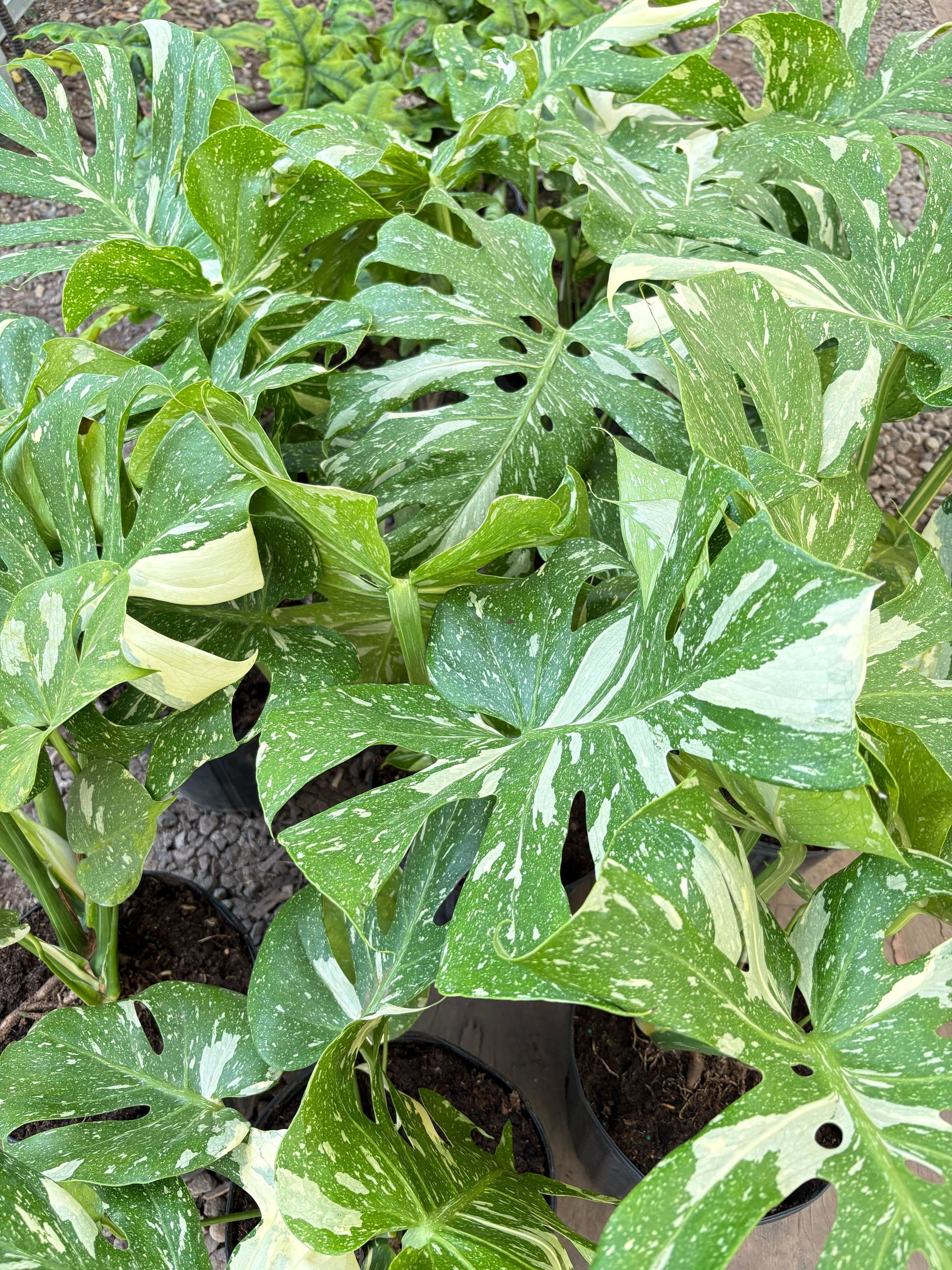 Monstera 'Thai Constellation' - Fleurish Plant Care, LLC
