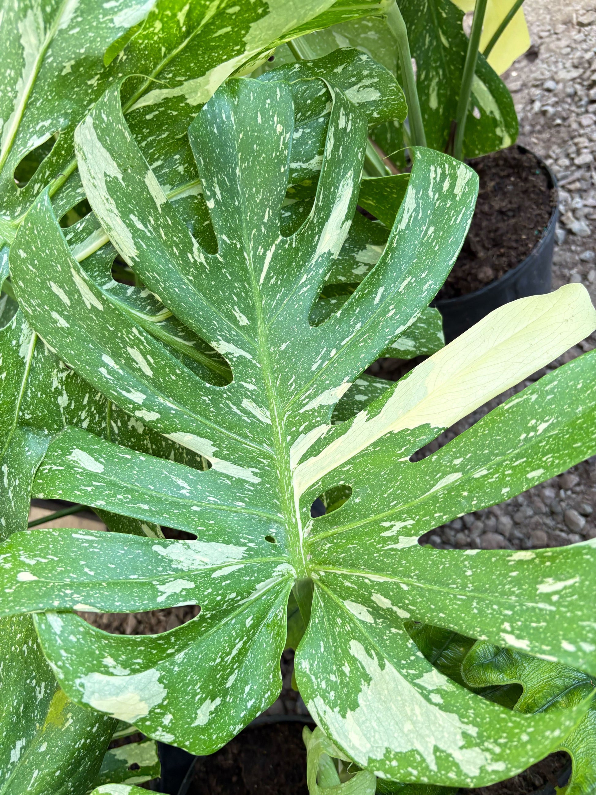 Monstera 'Thai Constellation' - Fleurish Plant Care, LLC