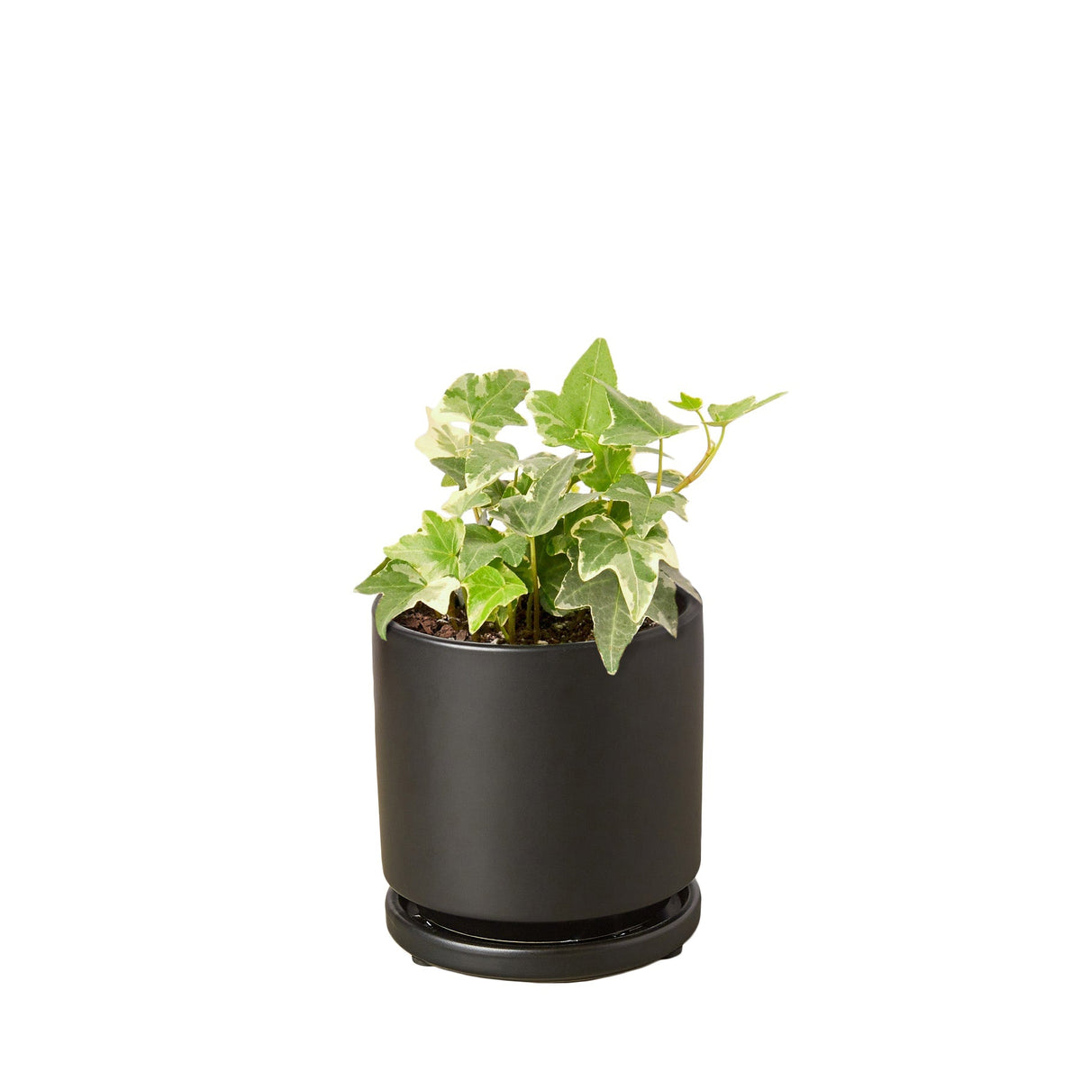 English Ivy 'Glacier' - Fleurish Plant Care, LLC
