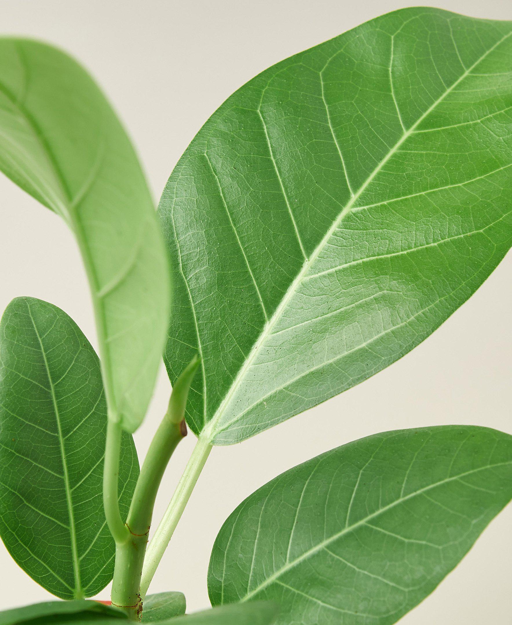 Ficus 'Audrey' - Fleurish Plant Care, LLC