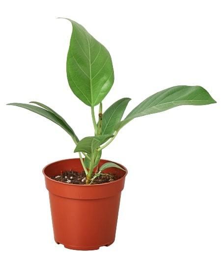 Ficus 'Audrey' - Fleurish Plant Care, LLC