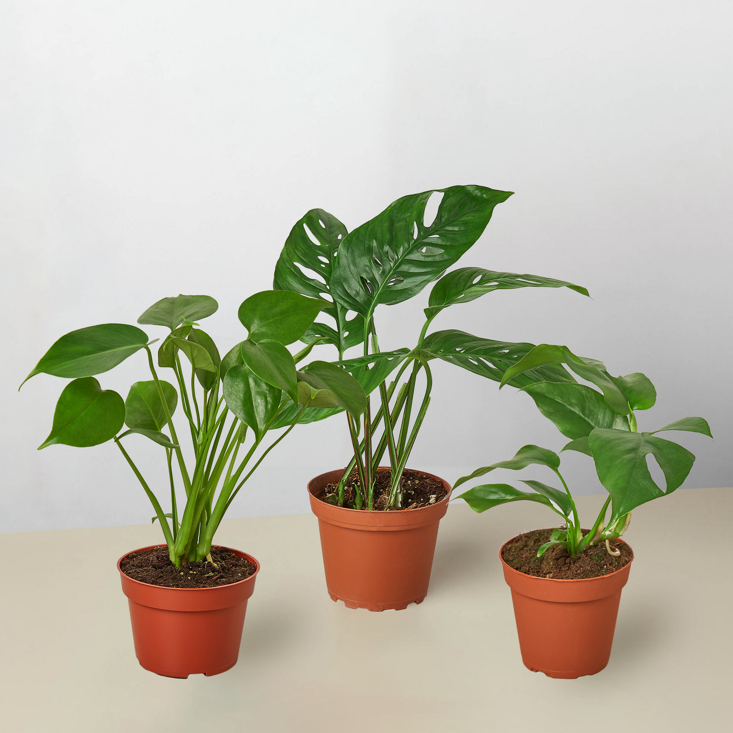 Monstera Bundle - Fleurish Plant Care, LLC