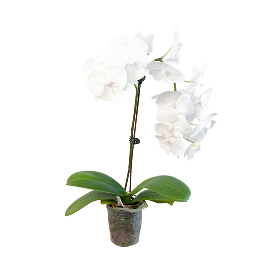 🐾Orchid 'White Phalaenopsis'