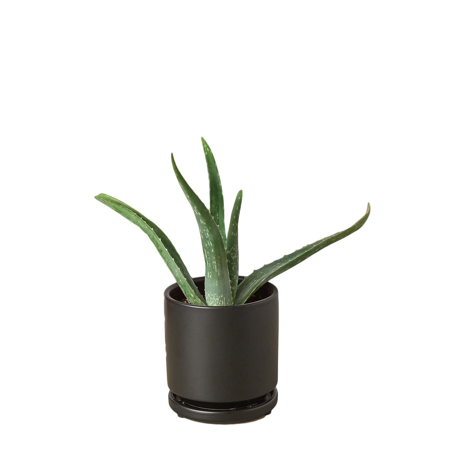 Aloe Vera - Fleurish Plant Care, LLC