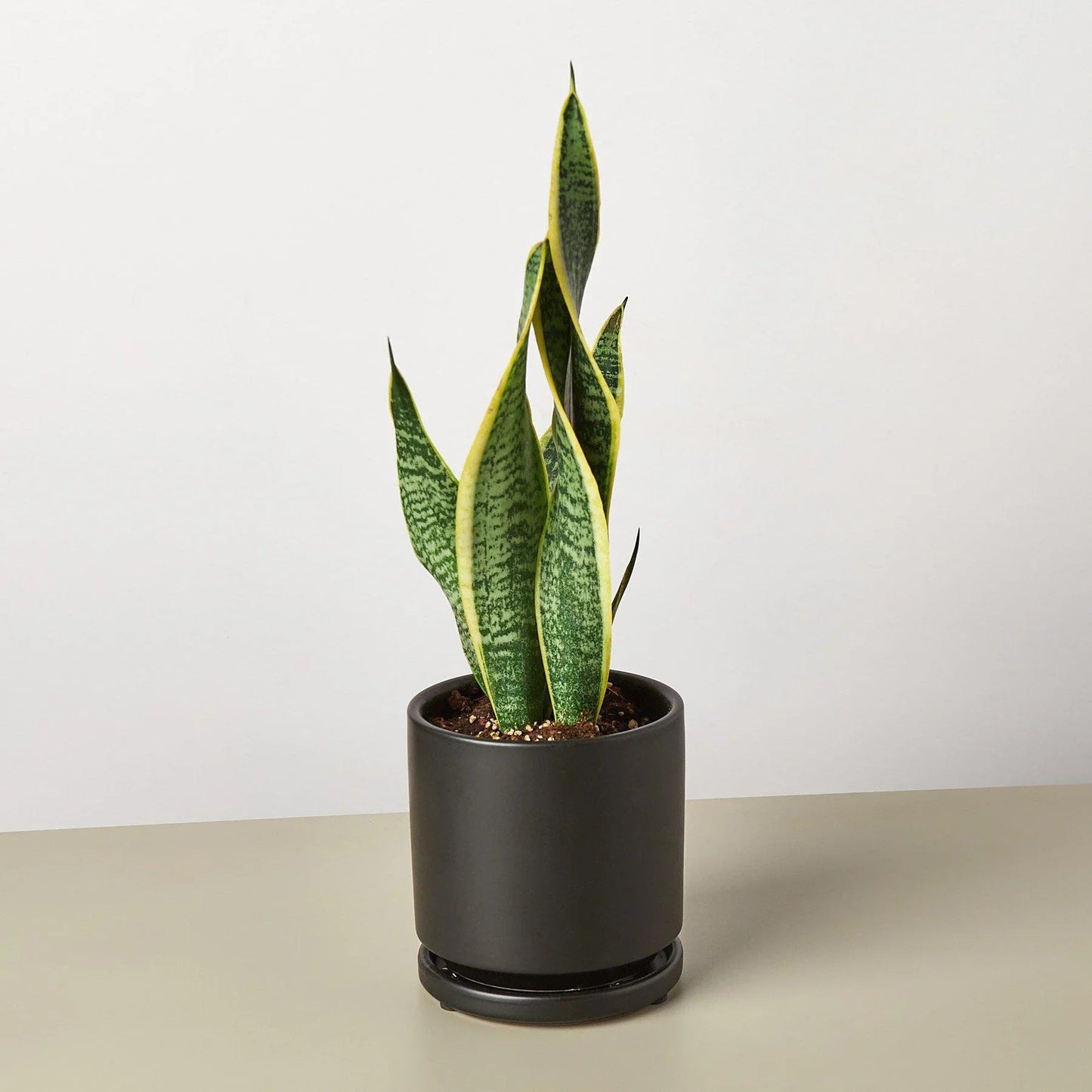 Snake Plant Laurentii - Fleurish Plant Care, LLC