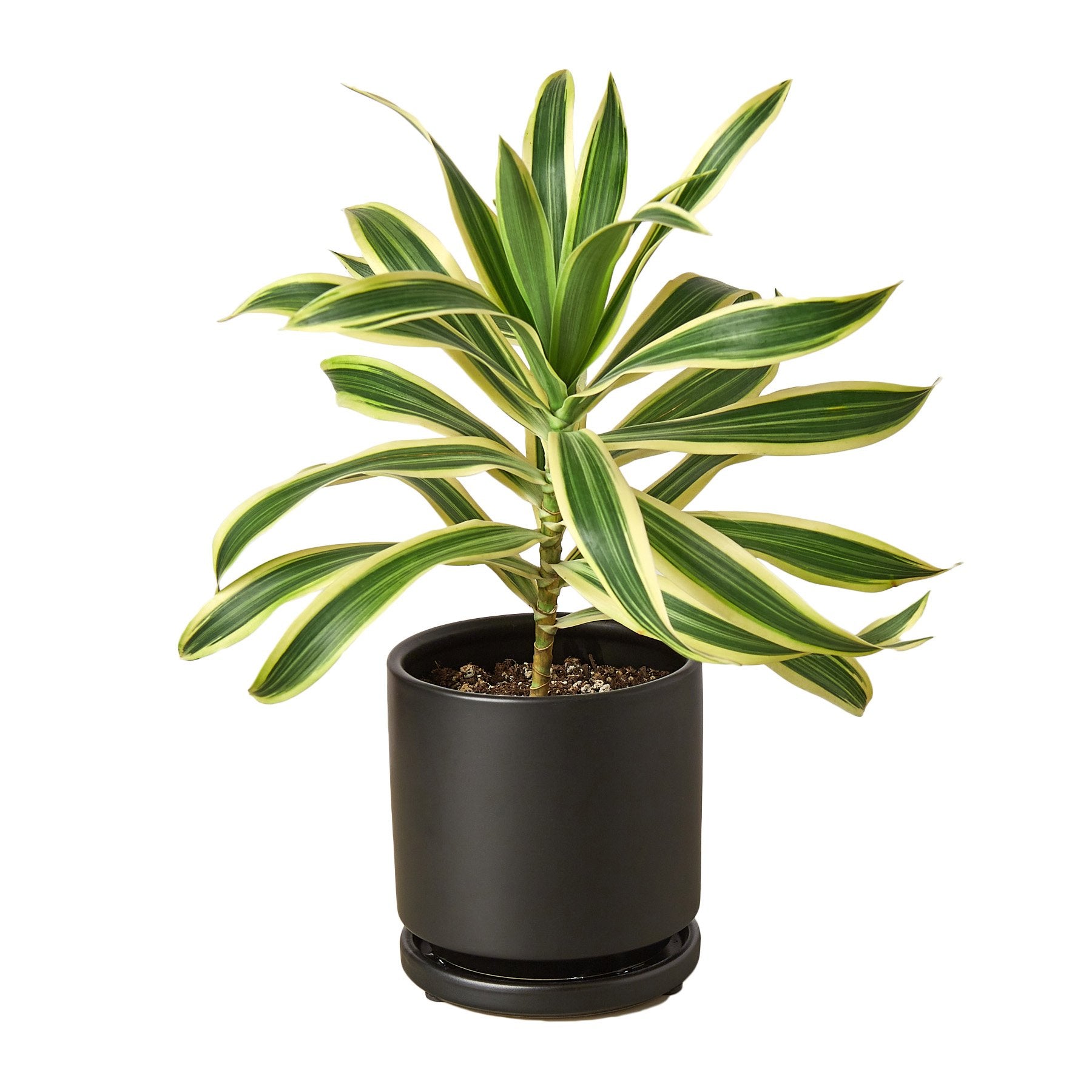 Dracaena 'Song of India' - Fleurish Plant Care, LLC