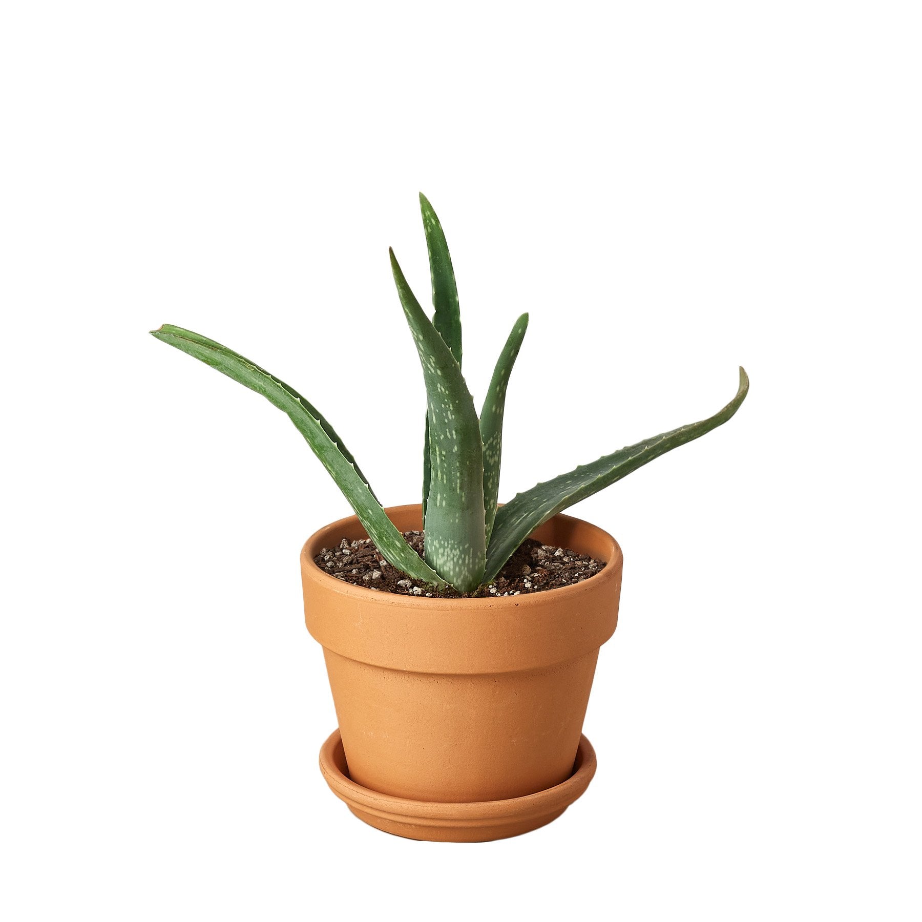 Aloe Vera - Fleurish Plant Care, LLC