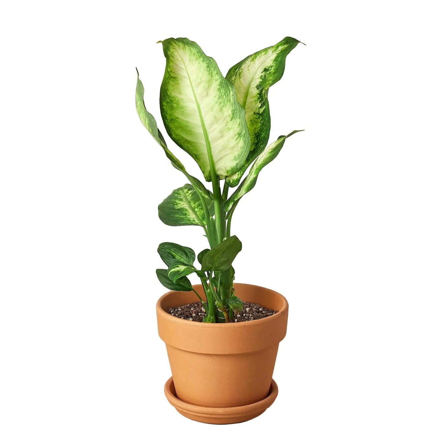 Dieffenbachia Camille - Fleurish Plant Care, LLC