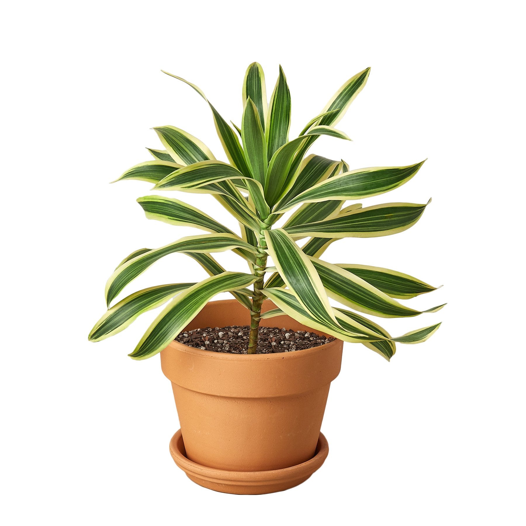 Dracaena 'Song of India' - Fleurish Plant Care, LLC
