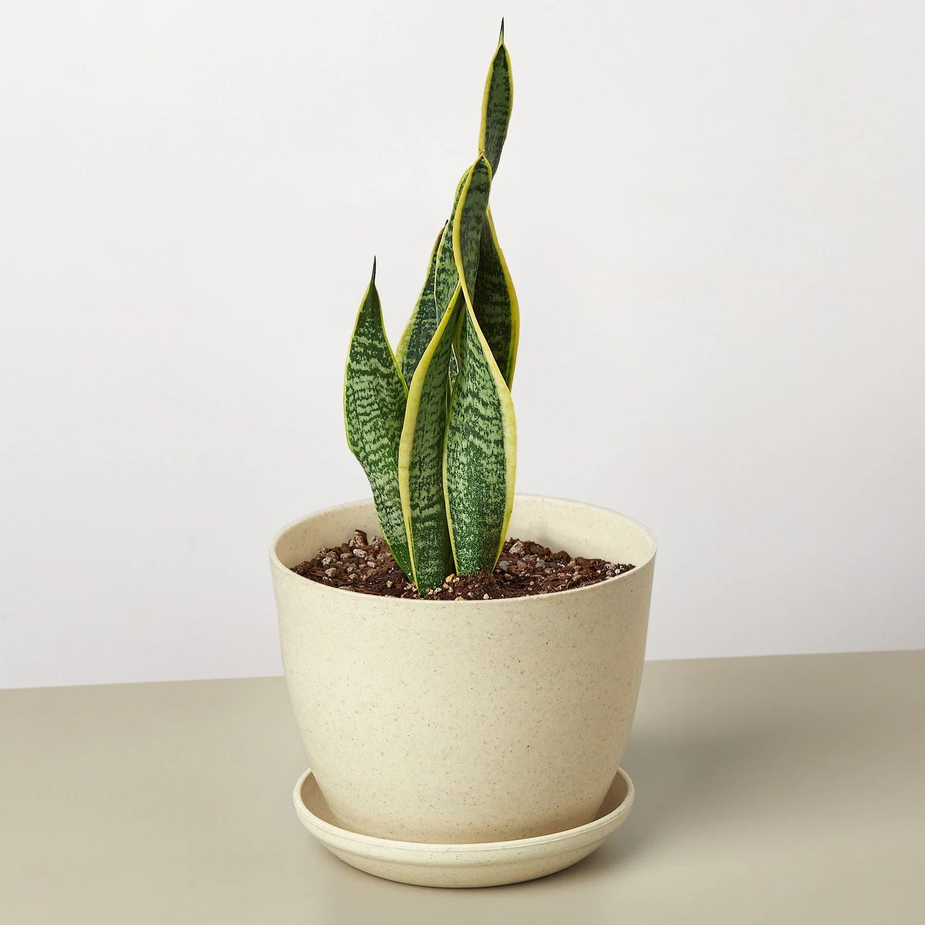 Snake Plant Laurentii - Fleurish Plant Care, LLC