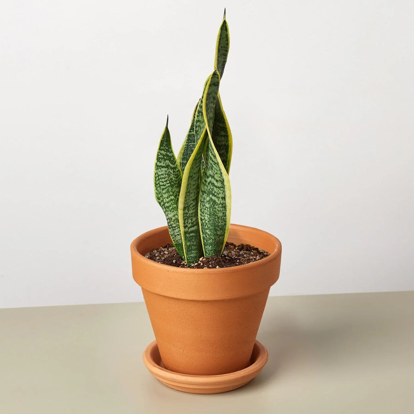 Snake Plant Laurentii - Fleurish Plant Care, LLC